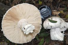 Мухомор-яйцевидный_Абрау_4